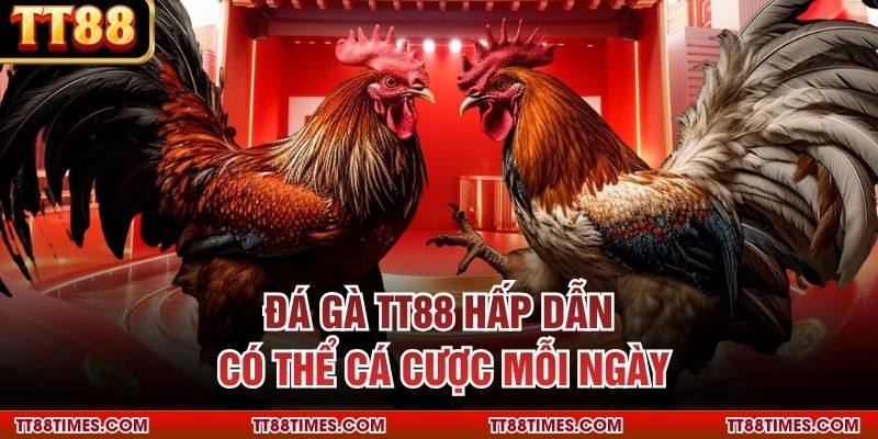 Đá gà TT88 hấp dẫn có thể cá cược mỗi ngày Đá gà TT88 hấp dẫn có thể cá cược mỗi ngày